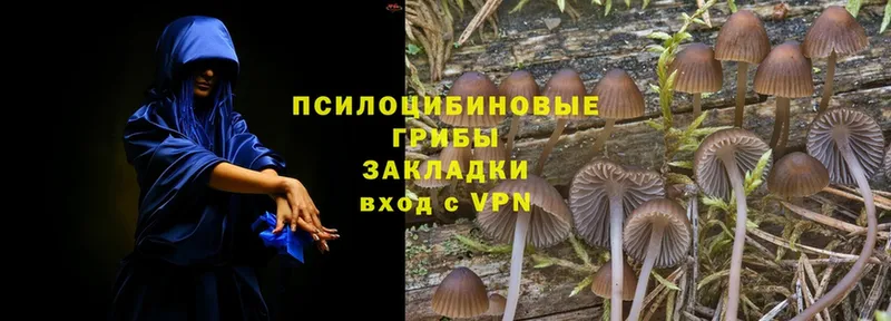 Псилоцибиновые грибы Magic Shrooms  где купить наркоту  Калининец 